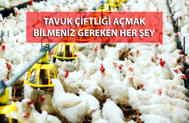 küçük ölçekli tavuk çiftliği açmak hakkında detaylar 1 tavuk
